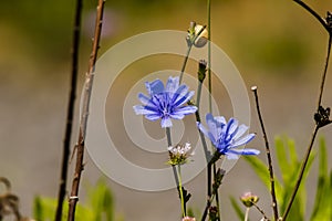 Wild Chicory Cichorium Intybus