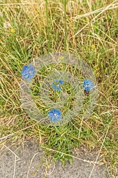 Wild chicory, Cichorium intybus, blue flowering in natural environment