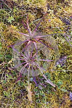 Wild chicory (Cichorium intybus), edible plant of fields, foraging.