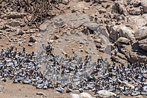 Wild Pelicans Chile photo