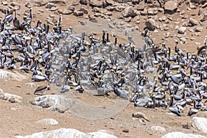 Wild Pelicans Chile photo