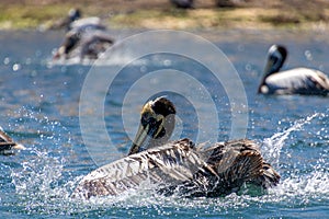 Wild Pelicans Chile photo