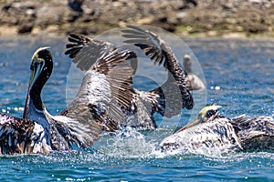 Wild Pelicans Chile photo