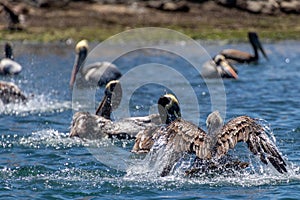 Wild Pelicans Chile photo