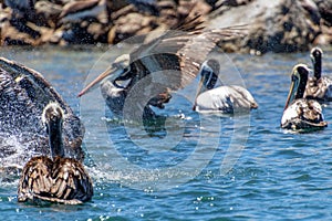 Wild Pelicans Chile photo