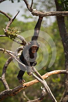 Wild chimp