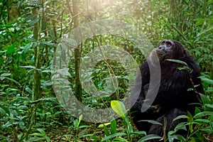 A wild chimp in Kibale National Park, Uganda.