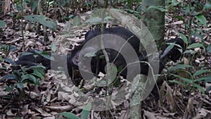Wild Chimpanzee in Kibale National Forest, Uganda