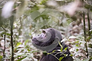 Wild Chimpanzee in Kibale National Forest, Uganda, Africa