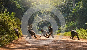 A wild chimpanzee in Uganda walks upright like a human.