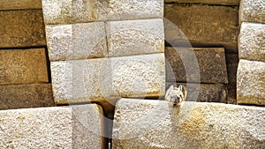 Wild chinchilla in Machu Picchu, one of the New Seven Wonder of The World, Cusco Region Peru, Urubamba Province, Latin America.