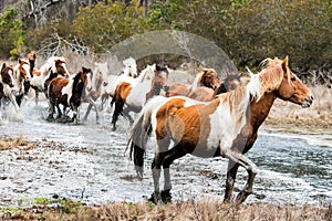 Wild Chincoteague Ponies