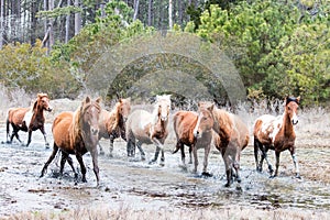 Wild Chincoteague Ponies
