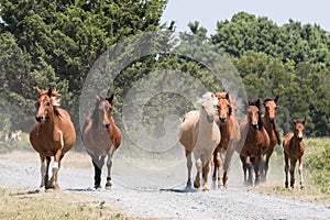 Wild Chincoteague Ponies roundup