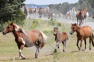 Wild Chincoteague Ponies roundup