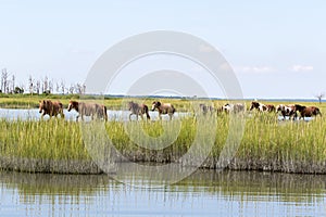 Wild Chincoteague Ponies walking in the water.