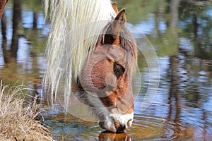 Wild Chincoteague Pony