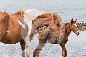 Wild Chincoteague Pony