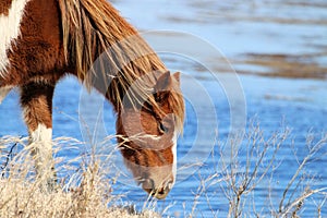 Wild Chincoteague Pony