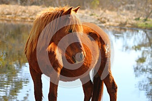 Wild Chincoteague Pony