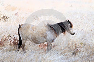 Wild Chincoteague Pony