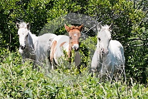 Wild Chincoteague Pony - new foals