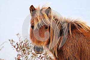 Wild Chincoteague Pony