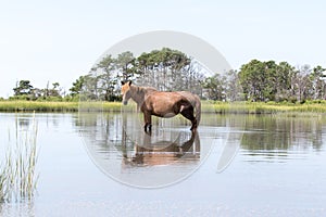 Wild Chincoteague Pony walking in the water.