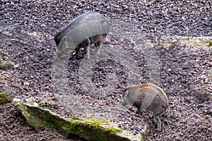 Wild Chinese piglets in search of food in the wild