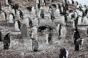 Wild chinstrap penguin