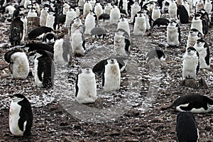 Wild chinstrap penguin