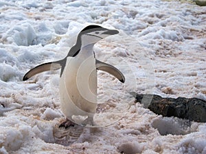 Wild Chinstrap Penguins in Antarctica