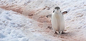 Wild Chinstrap Penguins in Antarctica