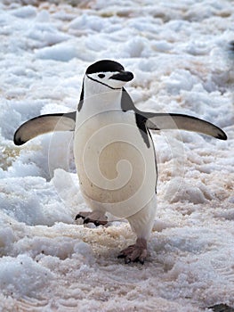 Wild Chinstrap Penguins in Antarctica