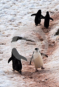 Wild Chinstrap Penguins in Antarctica