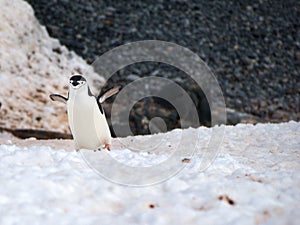 Wild Chinstrap Penguins in Antarctica