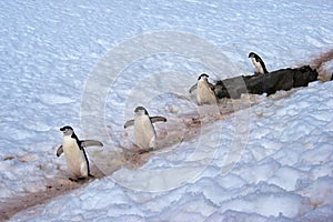 Wild Chinstrap Penguins in Antarctica