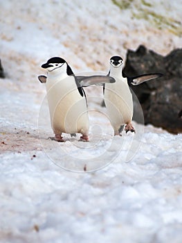 Wild Chinstrap Penguins in Antarctica