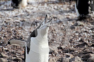 Wild chinstrap penguins, Antarctica