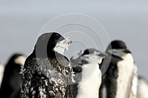 Wild chinstrap penguins, Antarctica