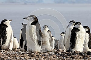 Wild chinstrap penguins, Antarctica