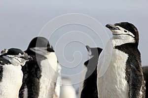 Wild chinstrap penguins, Antarctica