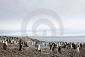 Wild chinstrap penguins, Antarctica