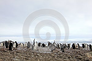 Wild chinstrap penguins, Antarctica