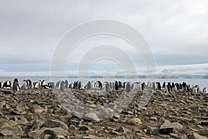 Wild chinstrap penguins, Antarctica