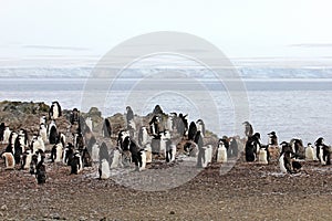 Wild chinstrap penguins, Antarctica