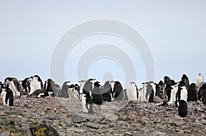 Wild chinstrap penguins, Antarctica