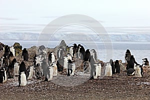 Wild chinstrap penguins, Antarctica