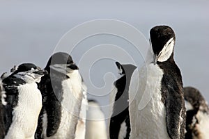 Wild chinstrap penguins, Antarctica