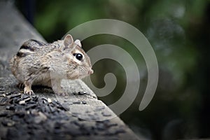 Wild chipmunk on a cottage deck eating bird seed